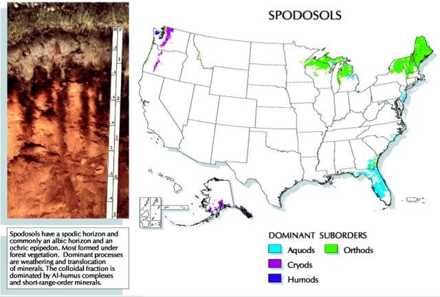 US Spodosol map