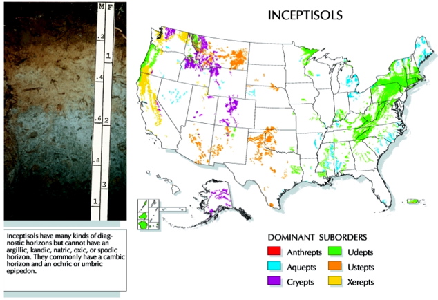 US Inceptisol map