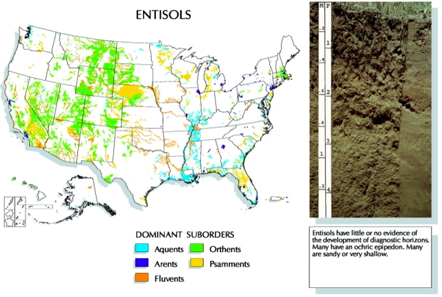 US Entisol map