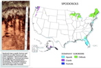 US Spodosol map